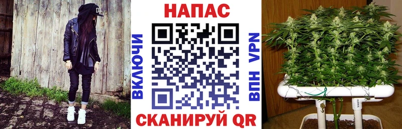 Шишки марихуана конопля  kraken зеркало  Канаш 